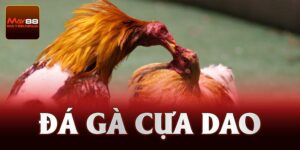 Đá Gà Cựa Dao – Nơi Tổng Hợp Các Giải Đấu Đáng Thưởng Thức